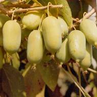 Саджанець Актинідія аргута Оригінальна в контейнері